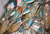 lobster air tawar