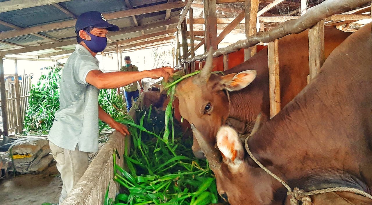 peluag usaha di bidang peternakan